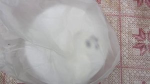 Помочалил- и в компост. Люфа- мочалка, которая растёт!