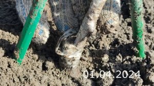 Прививка Виноградной Лозы Осенью // Grafting grape vine