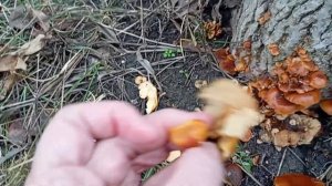 Зимний опенок.✅ Грибы в Январе😍 ФЛАМУЛИНА бархатоно?