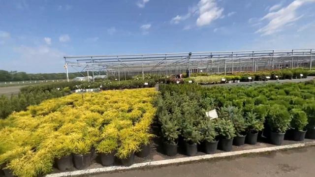 ВРЕМЯ САЖАТЬ смотреть онлайн