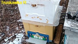 #Пчёлы🔥 Подогревание пчелиных семей исскуственно ве?