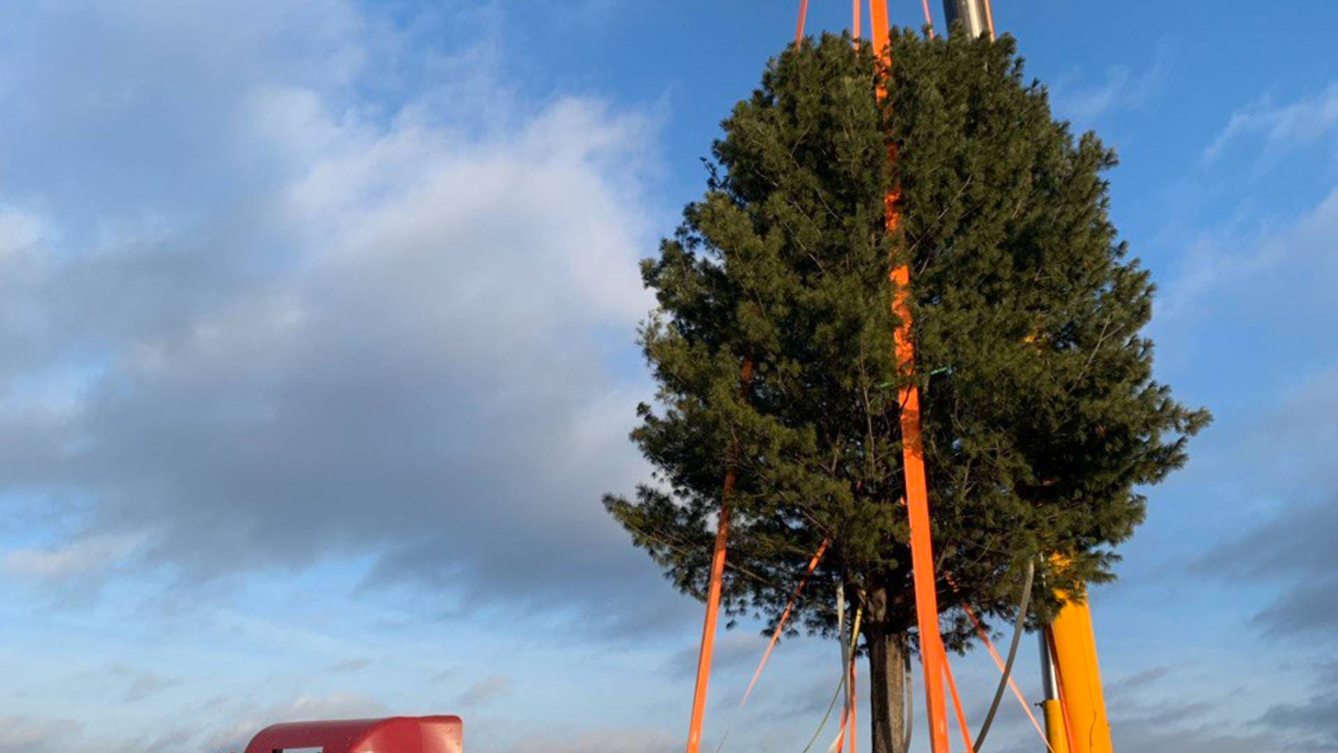 Пересадка 120 летнего кедра смотреть онлайн