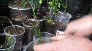 Размножение гранат,инжиров и цитрусов черенками