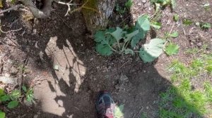 Стропы для быстрой установки гамака Rebel Gears