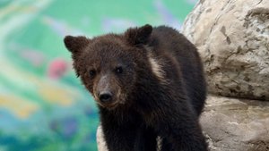 Упавшего в яму с отходами медвежонка спасли на Камчатке