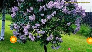 Сирень обыкновенная на штамбе Небо Москвы. Краткий об?