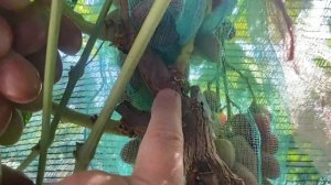 Шелковичный, новая, очень ранняя форма винограда с хор