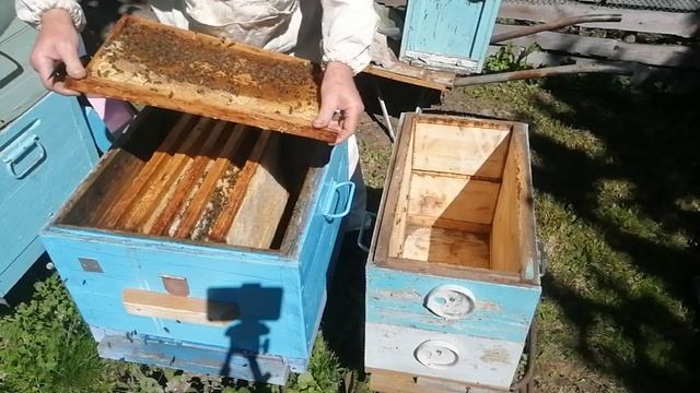 Расширяю вощиной в июне отводок пчёл с переносом в 12 р? смотреть онлайн