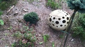 16.08.25 Хвойный Сад Надежды ч1