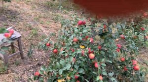 Сорт яблок Дейтон. Урожай в 2023 году