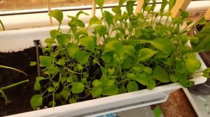 68🦋Огород на подоконнике