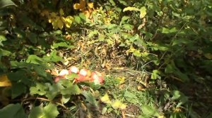 яблоня Спартак