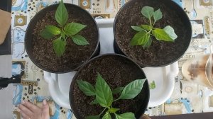 Острый подоконный перец – пересадка и уход. Подоконны