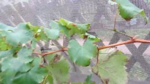 🔴🔴Нужно ли удалять лист винограда в ноябре если он н