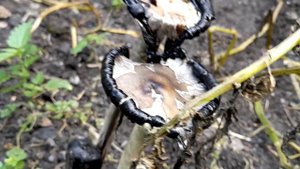 Гриб навозник белый(копринус).Растет в огороде.