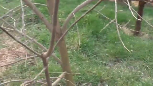 Хурма, обрезка. смотреть онлайн