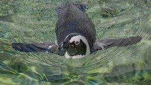 Играем в игру