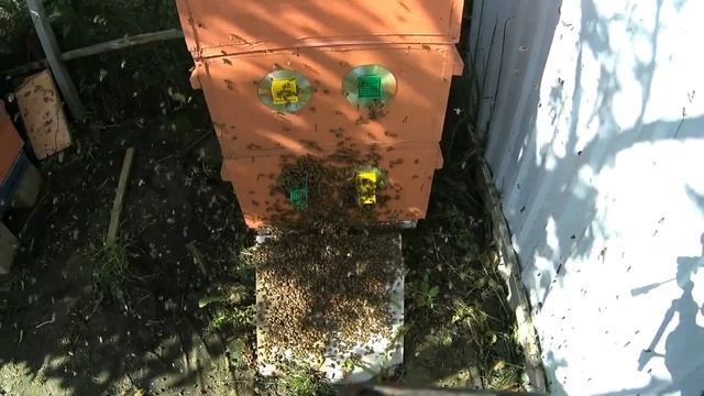 Роение двухматочной семьи. смотреть онлайн