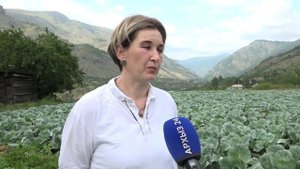 У фермеров Теберды и Учкулана скоро начнётся уборка урожая капусты