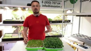 Нужно ли использовать перекись в Микрозелени?