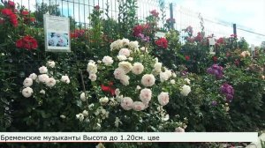 Что посадить вдоль забора? Обзор 15 сортов роз перед въ?