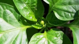 пора собирать листья перцев!!!рецепт на зиму..