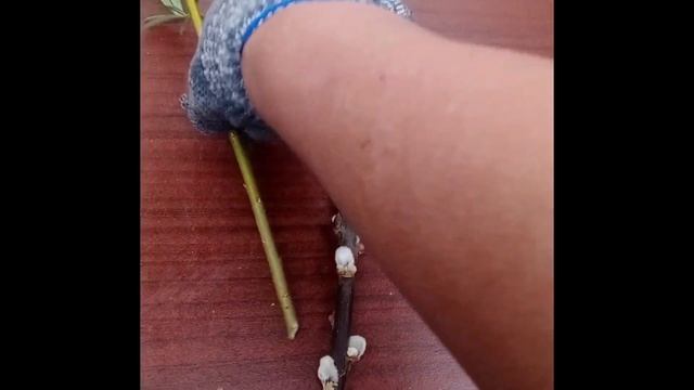 КАК ПОСАДИТЬ ВЕРБУ