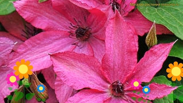 Клематис гибридный Барбара. Краткий обзор, описание х? смотреть онлайн