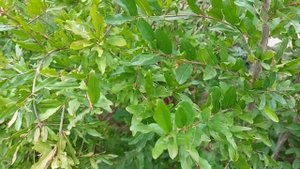 Гранат в открытом грунте. Обзор коллекции, сентябрь 2022