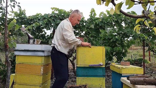 Пчела Карника австрийской селекции — достойный выбор смотреть онлайн