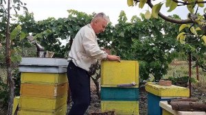 Пчела Карника австрийской селекции — достойный выбор