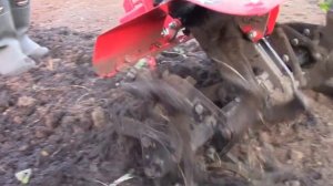 Закопал виноград. Посадили 8 грядок чеснока