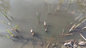 Большая проблема! Садовый пруд на участке даче своими