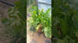 Выращивание сортов томата Махитос Мануза Осуми (Ямомо