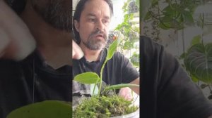 Полугидропоника через мох. Антуриумы