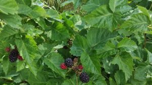 Ежевика Вальдо