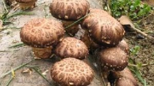 Выращивание грибов на продажу | Бизнес идеи | Грибной б