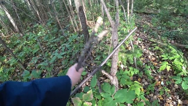 В осенний лес за грибами с костром. Пермь. 26 сент 2024 смотреть онлайн