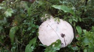 Грибник нашел в лесу грибной рай. Гриб на грибе такого