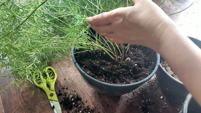 Комнатные цветы. Пересадка аспарагуса.