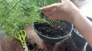 Комнатные цветы. Пересадка аспарагуса.