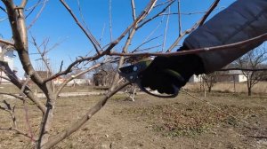 Правильная обрезка яблони. Зачем это нужно? Как необхо