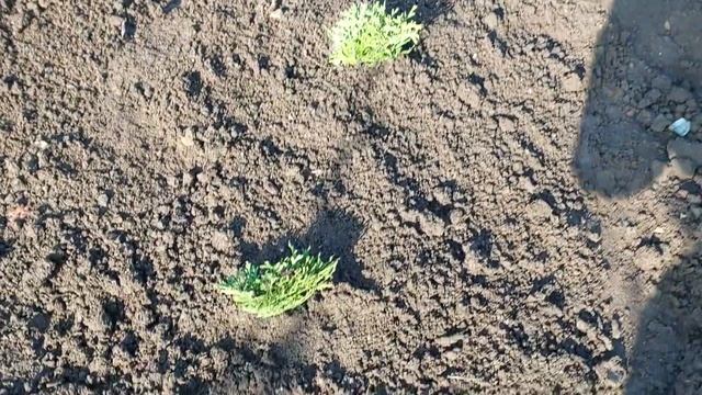 666.Черенкование шаровидной туи ,быстро и просто . смотреть онлайн