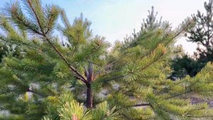 Вот что будет,если у сосны удалить ствол