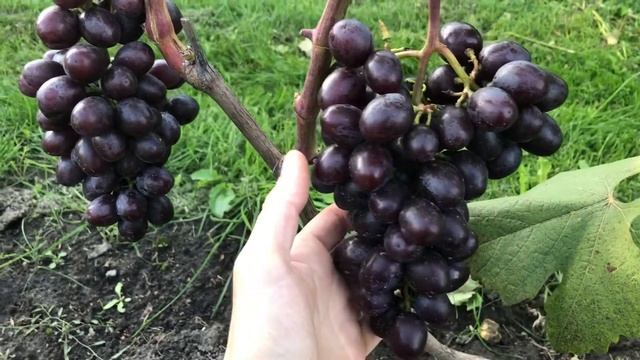 Виноград Подарок Несветая в Беларуси (05.09.21) смотреть онлайн