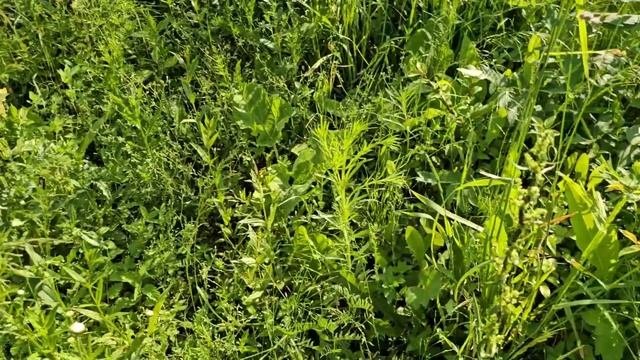 ЗА 4 ЧАСА ЗАБРОШЕННУЮ ДАЧУ ПРИВЕЛИ В ПОРЯДОК