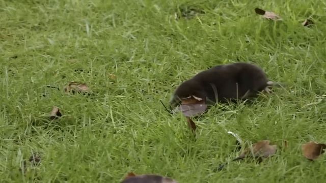 Тайны жизни кротов: что их так тянет на наши участки? смотреть онлайн