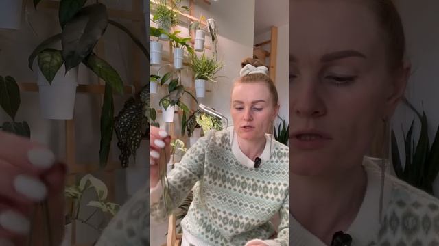 Обрезка линеарис✂️ Полное видео в ТГ🙂 #хойя #уход #ра смотреть онлайн