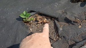 Посадка рассады клубники в одну строчку