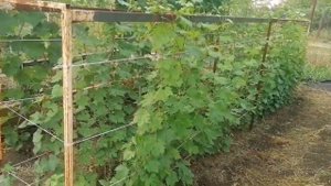 Как садить виноград? Черенком или саженцем с ОКС?
